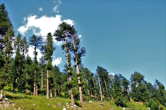 🌲 3 Days Kumrat Valley Tour Package – Departure from Multan | TrippyTrips